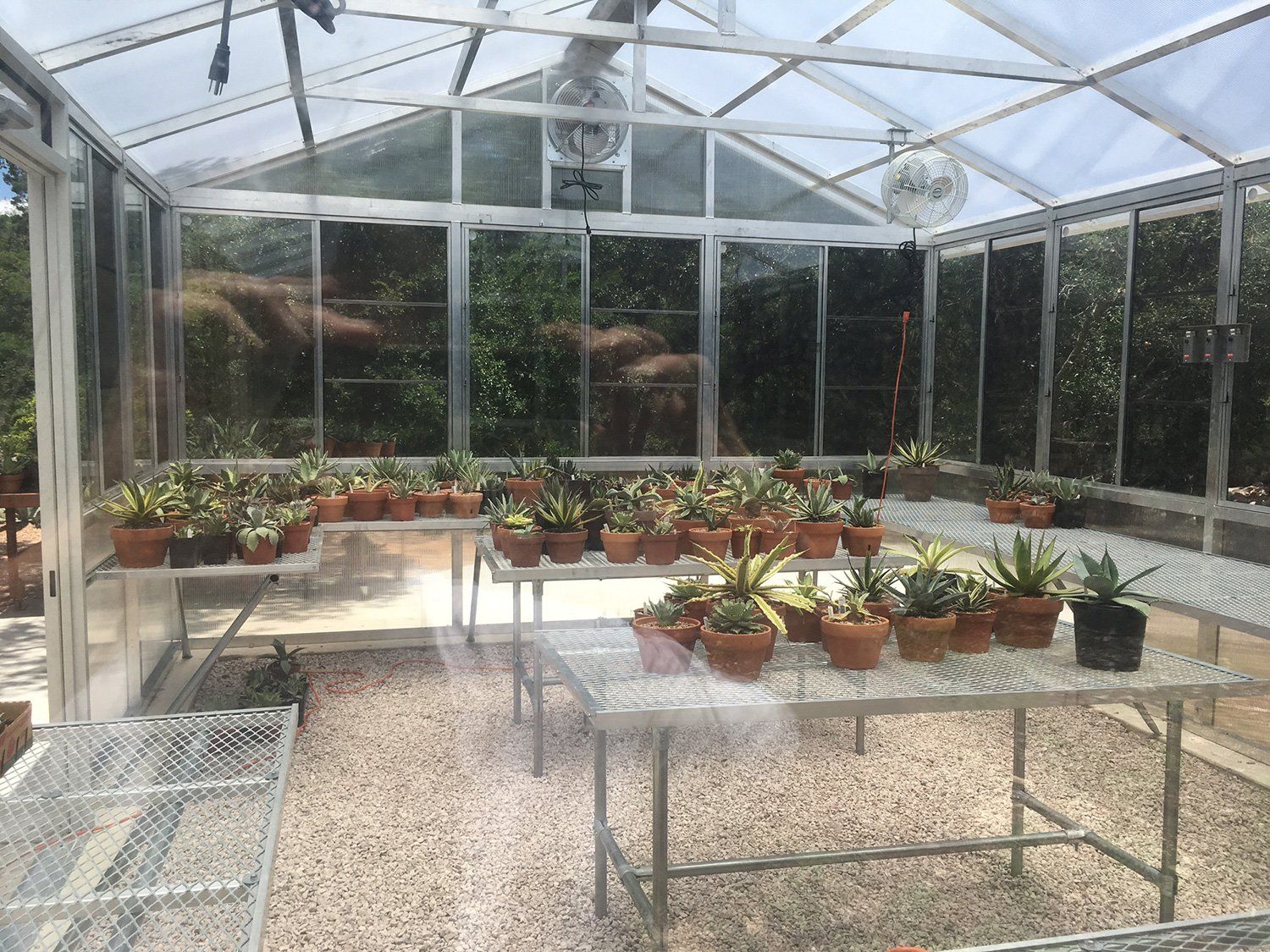 2Inch Greenhouse Photo Gallery San Antonio, TX