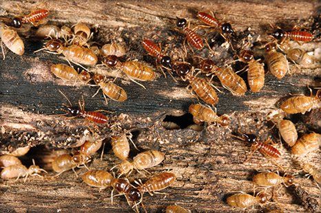 How To Prepare For Florida S Drywood Termite Swarm Season