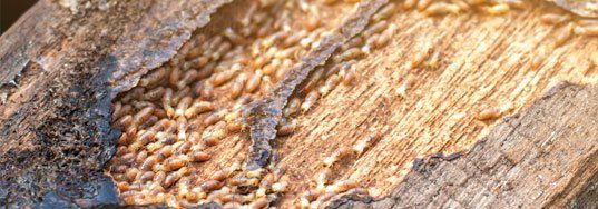 Wood Borers Termites Culpeper, VA