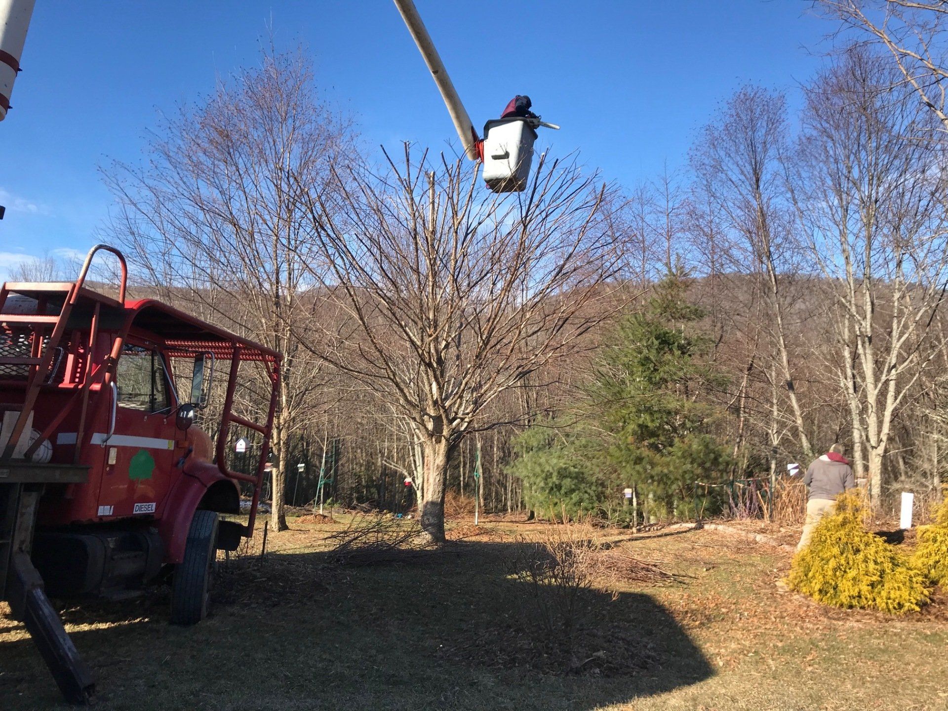 Affordable Tree Care Photo Gallery Boone Banner Elk Linville NC