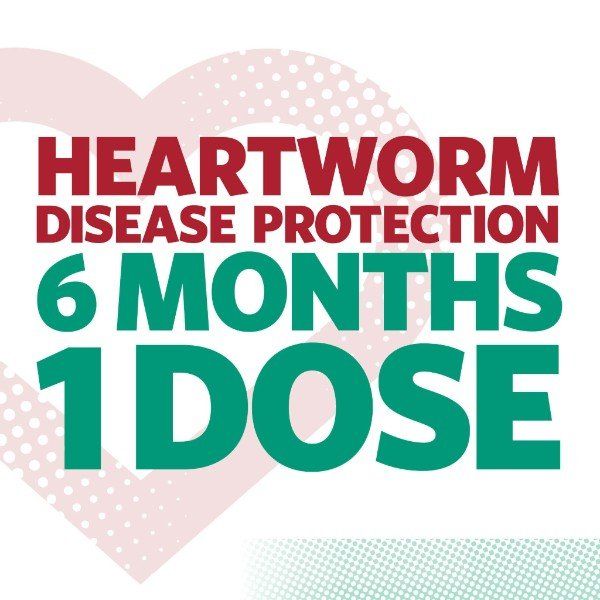 ProHeart6 The Injectable Heartworm Prevention That Lasts For 6 Months