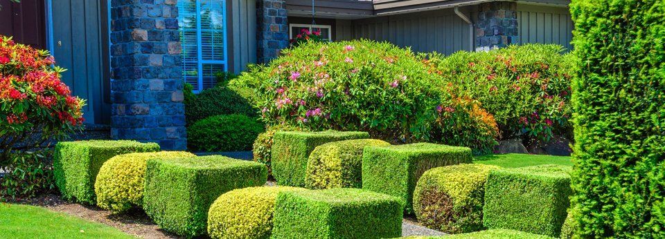 Into shapes, Pinellas FL Park shrubs pruning