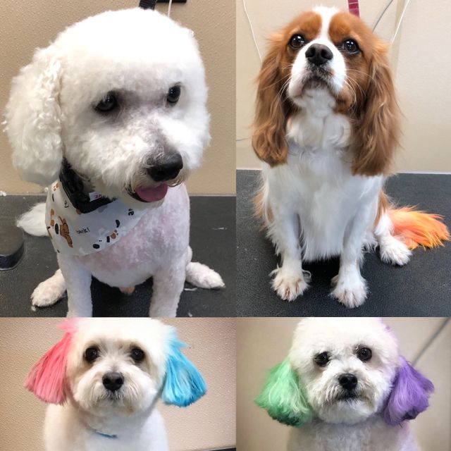 local pet grooming services