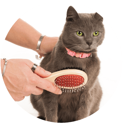 cat grooming services