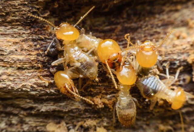 The True Story Of Ants Vs Termites Termites Termite Control