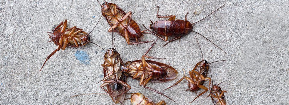 Cockroach Killer | Roach Exterminating | Sugar Land, TX