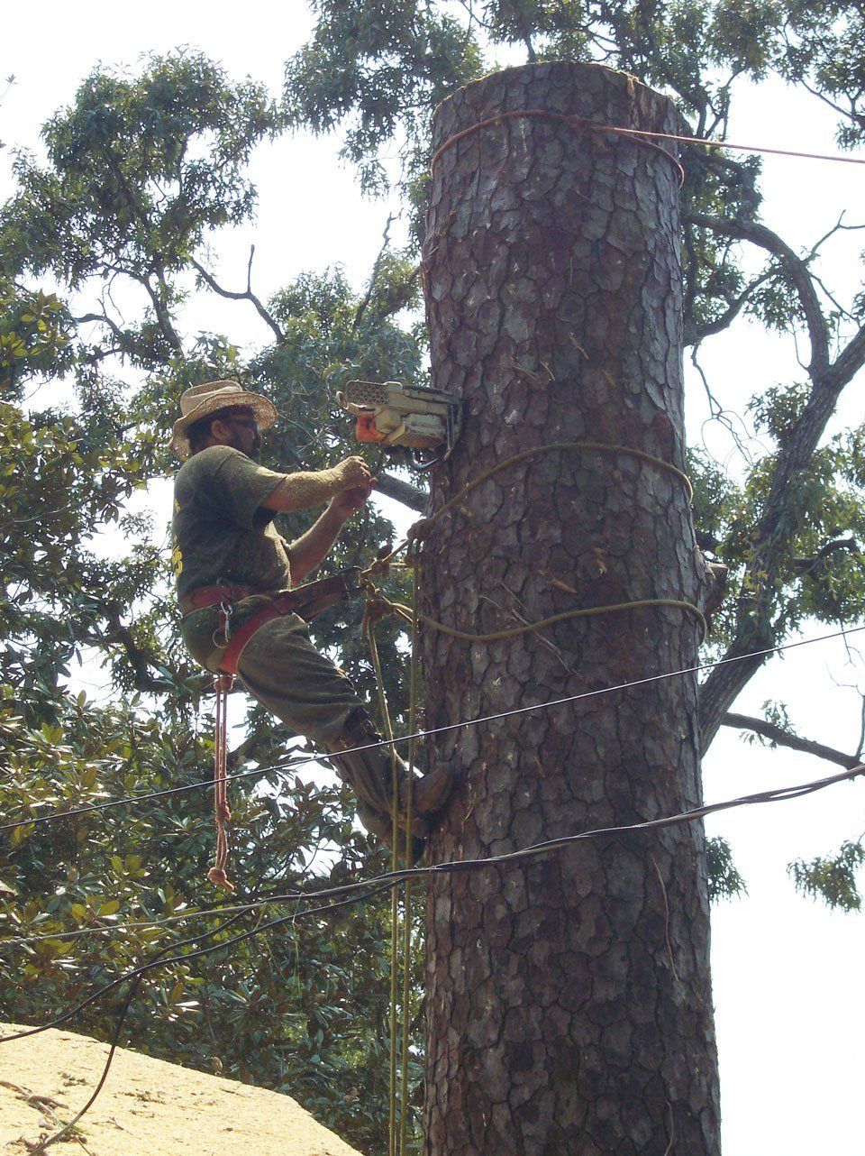 Tomball cuts TX helicopter that 77375 trees,