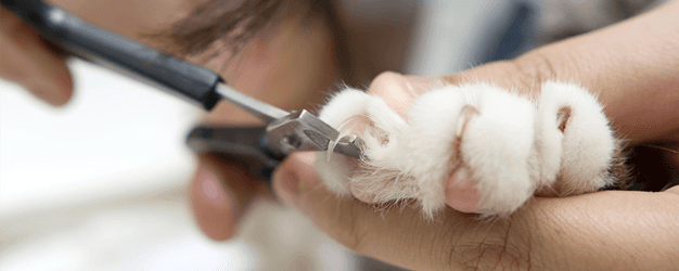pet nail clipping