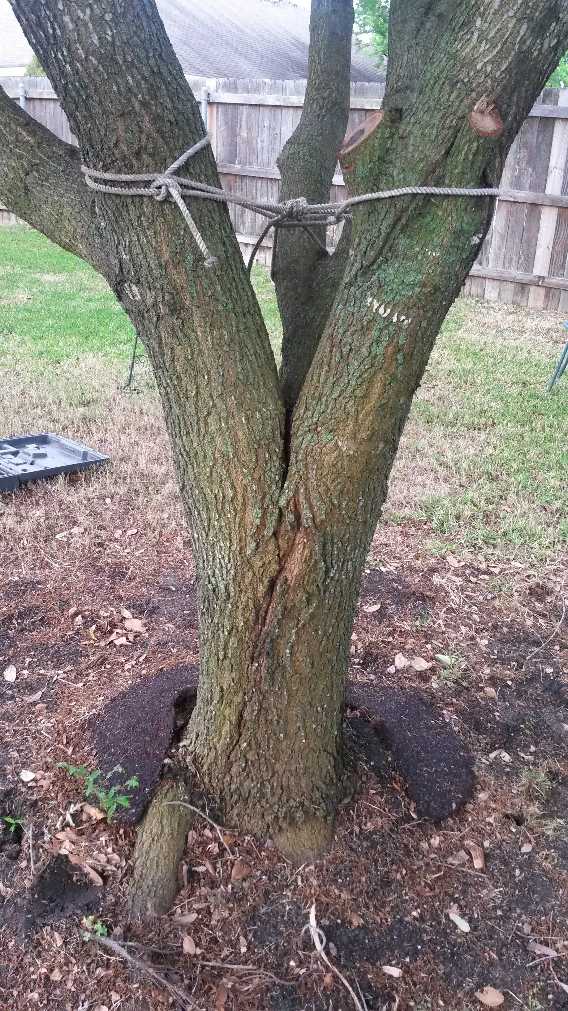 Split Tree Prevention Split Tree Repair Waco Tx