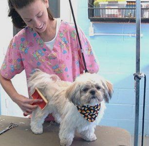 Pet Grooming | Professional Groomer | Louisville, KY