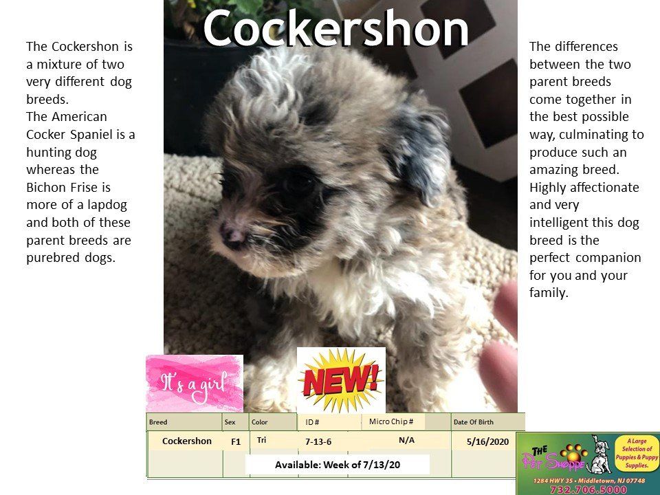 The Pet Shoppe Pet Store Middletown, NJ