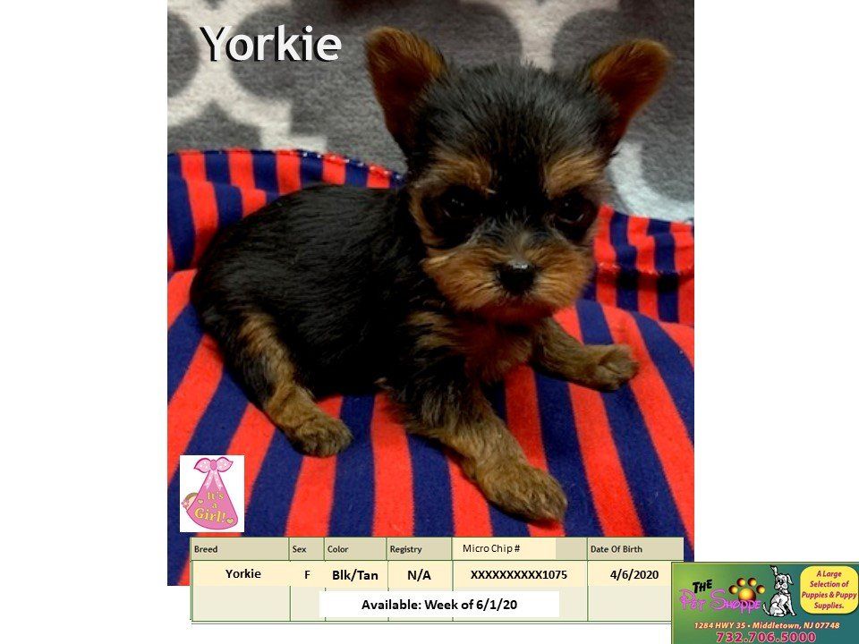 The Pet Shoppe Pet Store Middletown, NJ