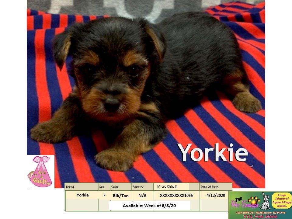 The Pet Shoppe Pet Store Middletown, NJ