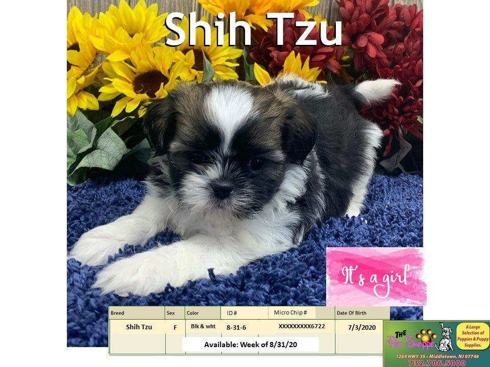 The Pet Shoppe Pet Store Middletown, NJ