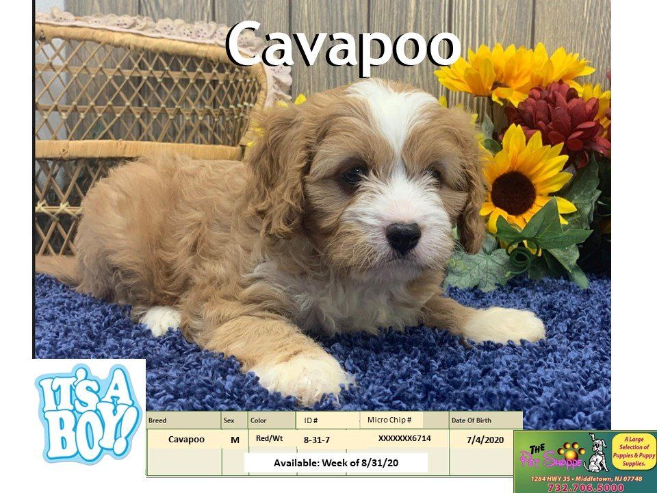 The Pet Shoppe Pet Store Middletown, NJ