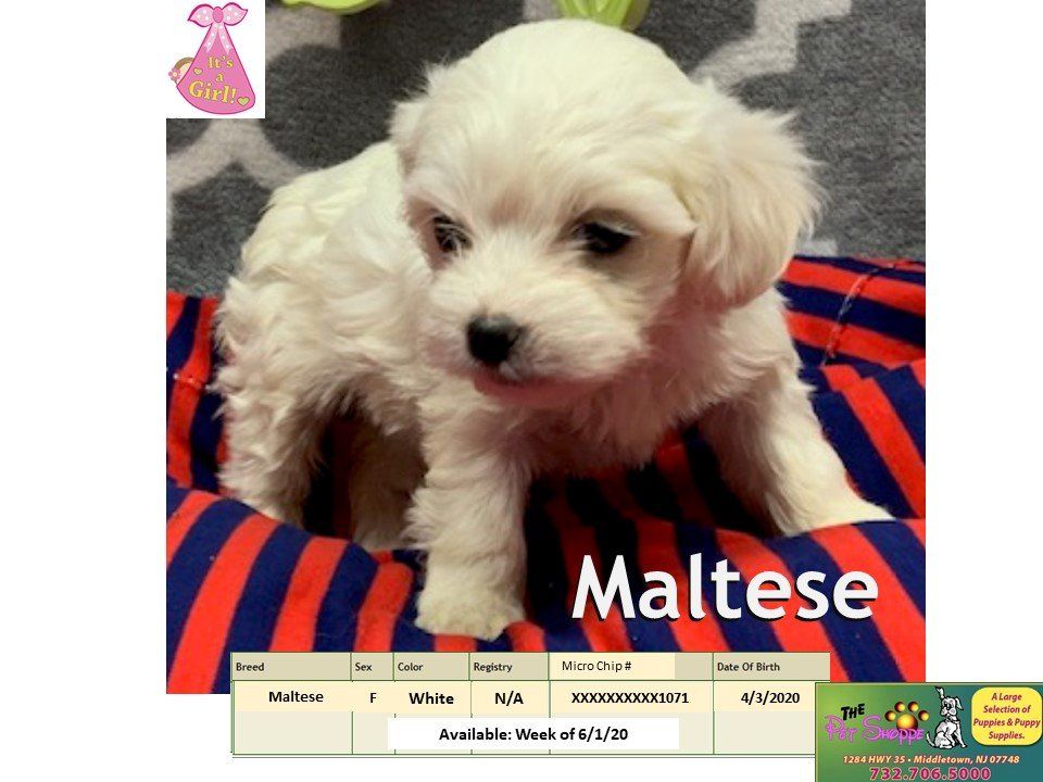 The Pet Shoppe Pet Store Middletown, NJ