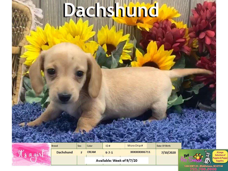 The Pet Shoppe Pet Store Middletown, NJ