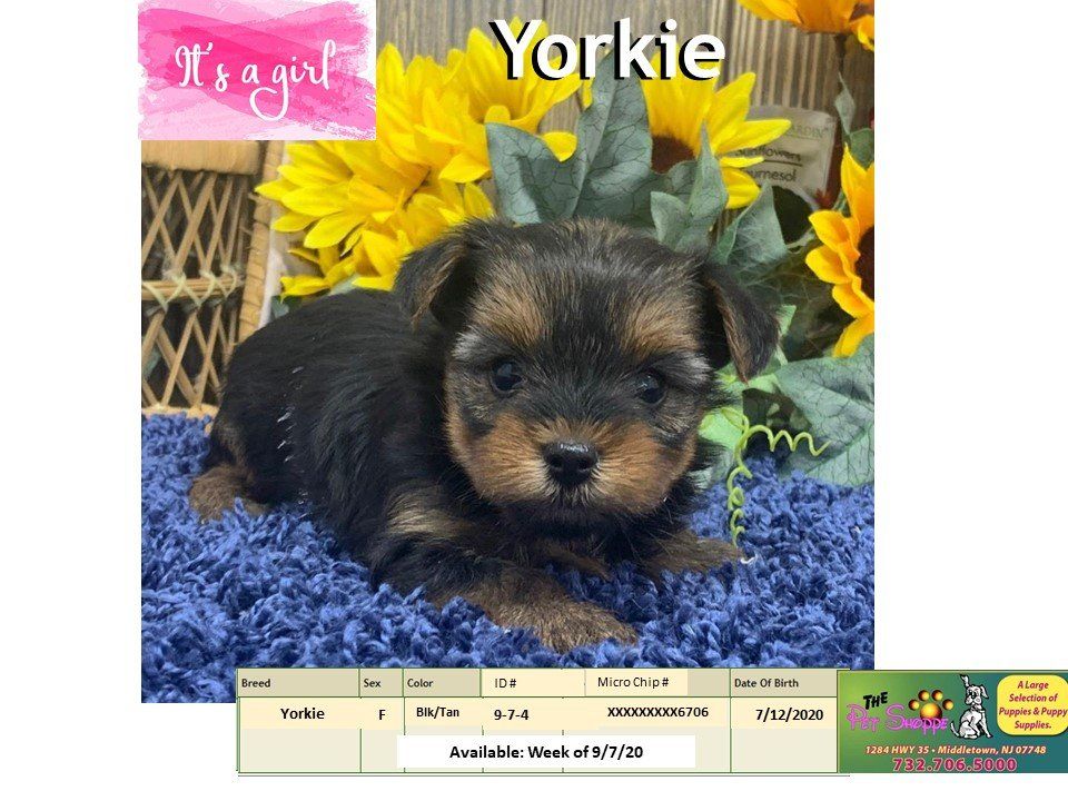 The Pet Shoppe Pet Store Middletown, NJ