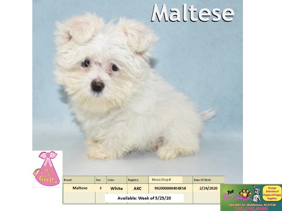 The Pet Shoppe Pet Store Middletown, NJ