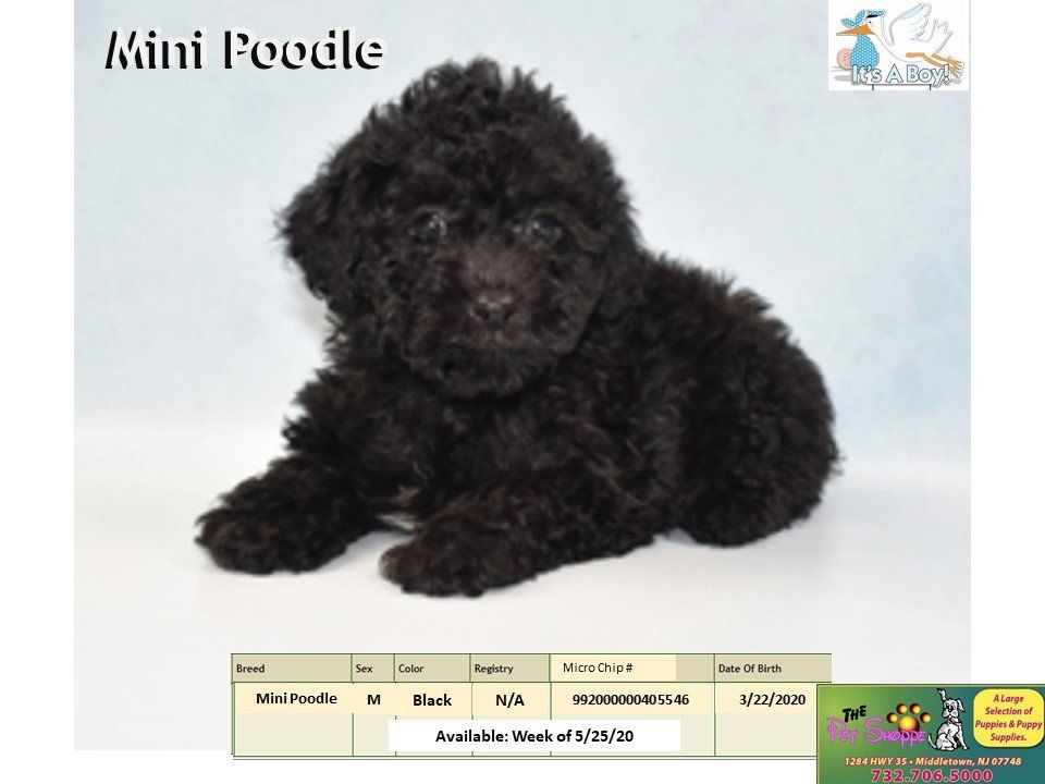 The Pet Shoppe Pet Store Middletown, NJ