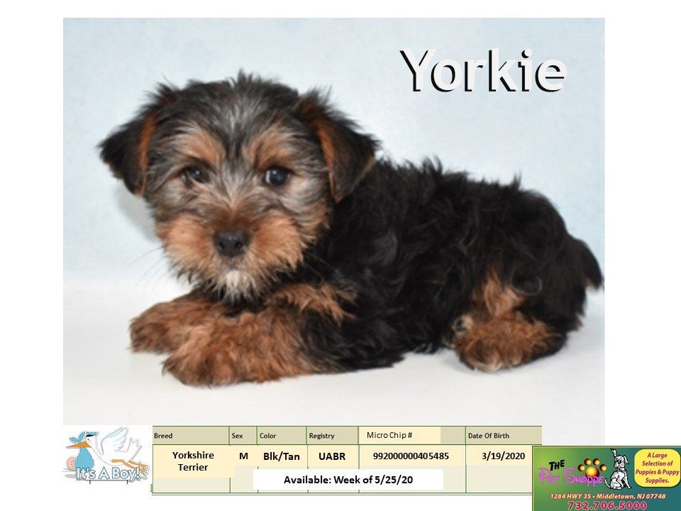 The Pet Shoppe Pet Store Middletown, NJ