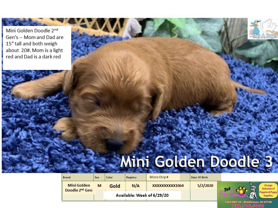 The Pet Shoppe Pet Store Middletown, NJ