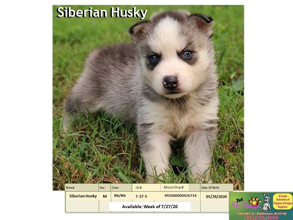 The Pet Shoppe Pet Store Middletown, NJ