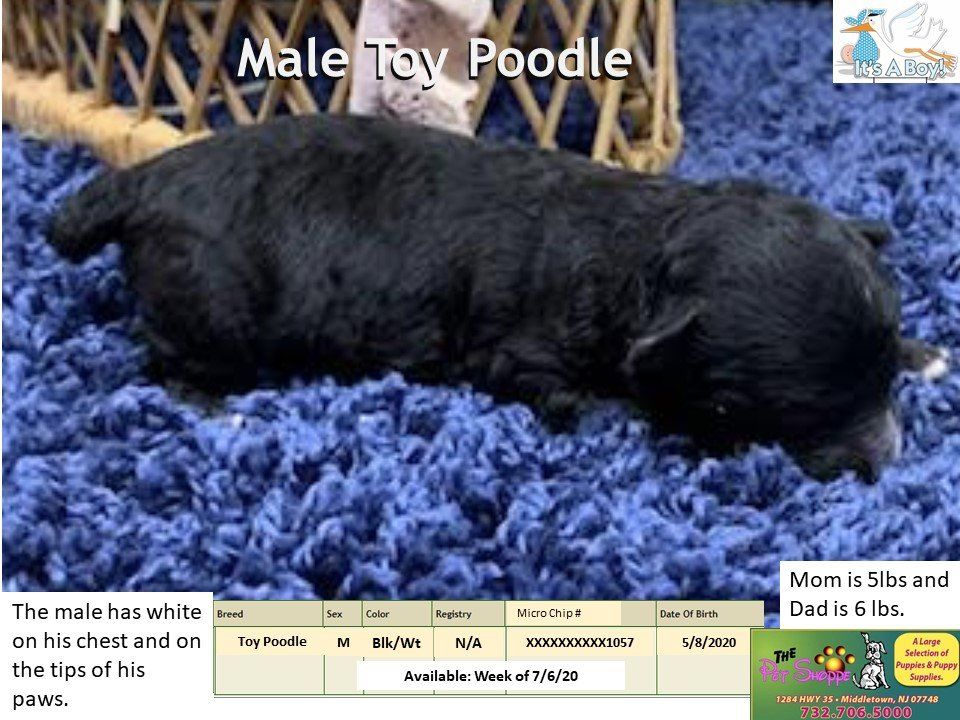 The Pet Shoppe Pet Store Middletown, NJ