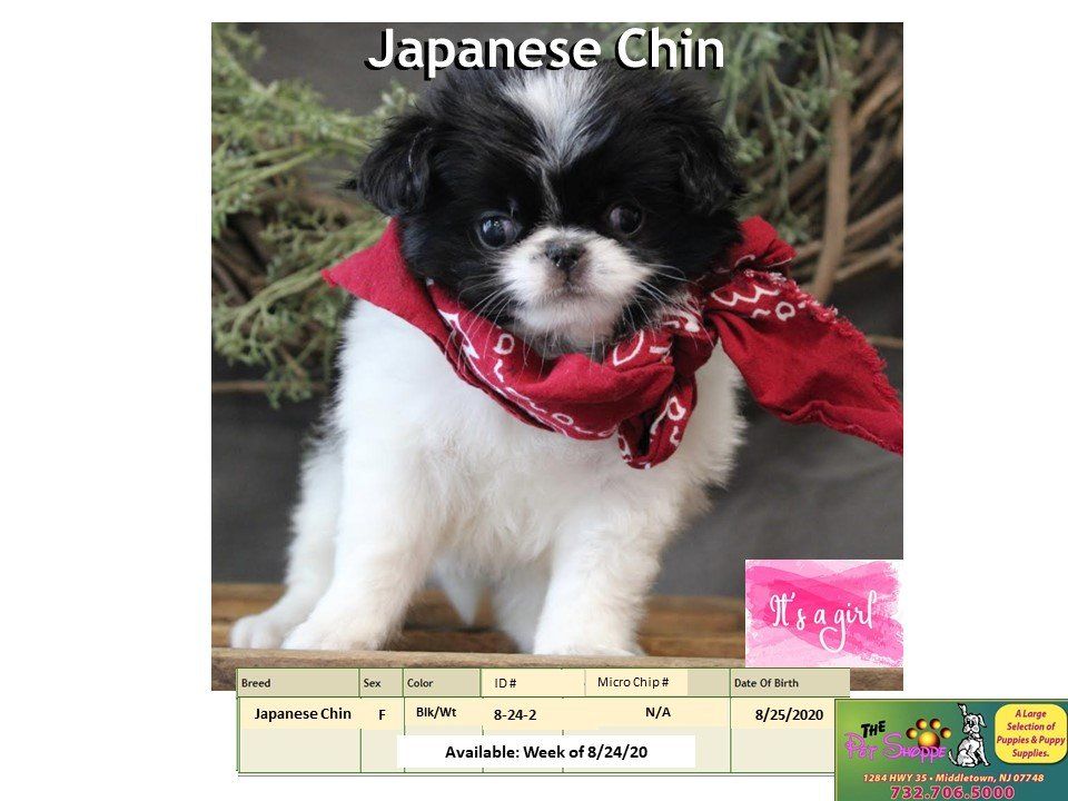 The Pet Shoppe Pet Store Middletown, NJ