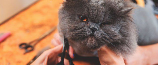 cat flea grooming services