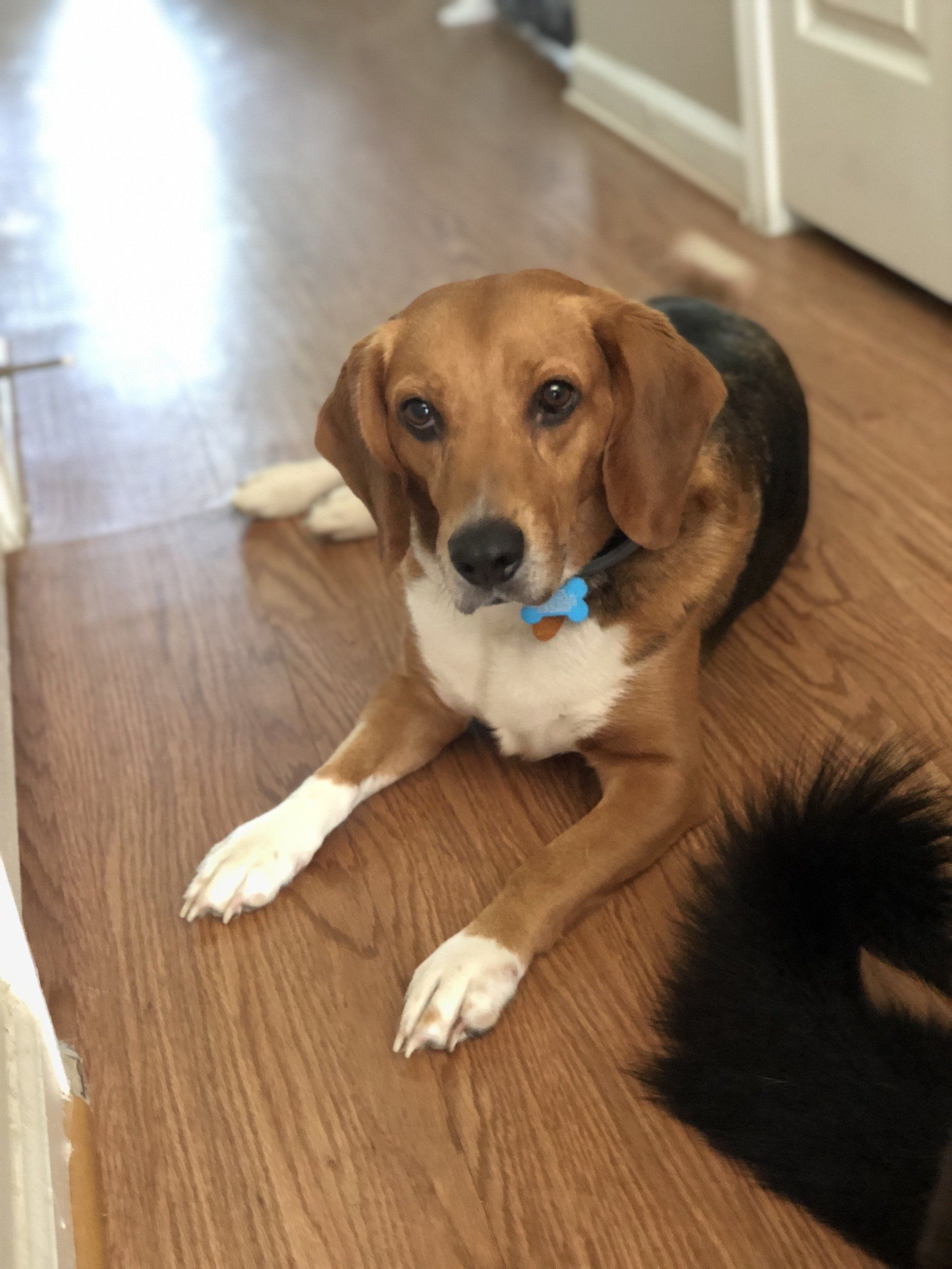 Basset Hound Rescue League | Adoptable Dogs | Fort Washington