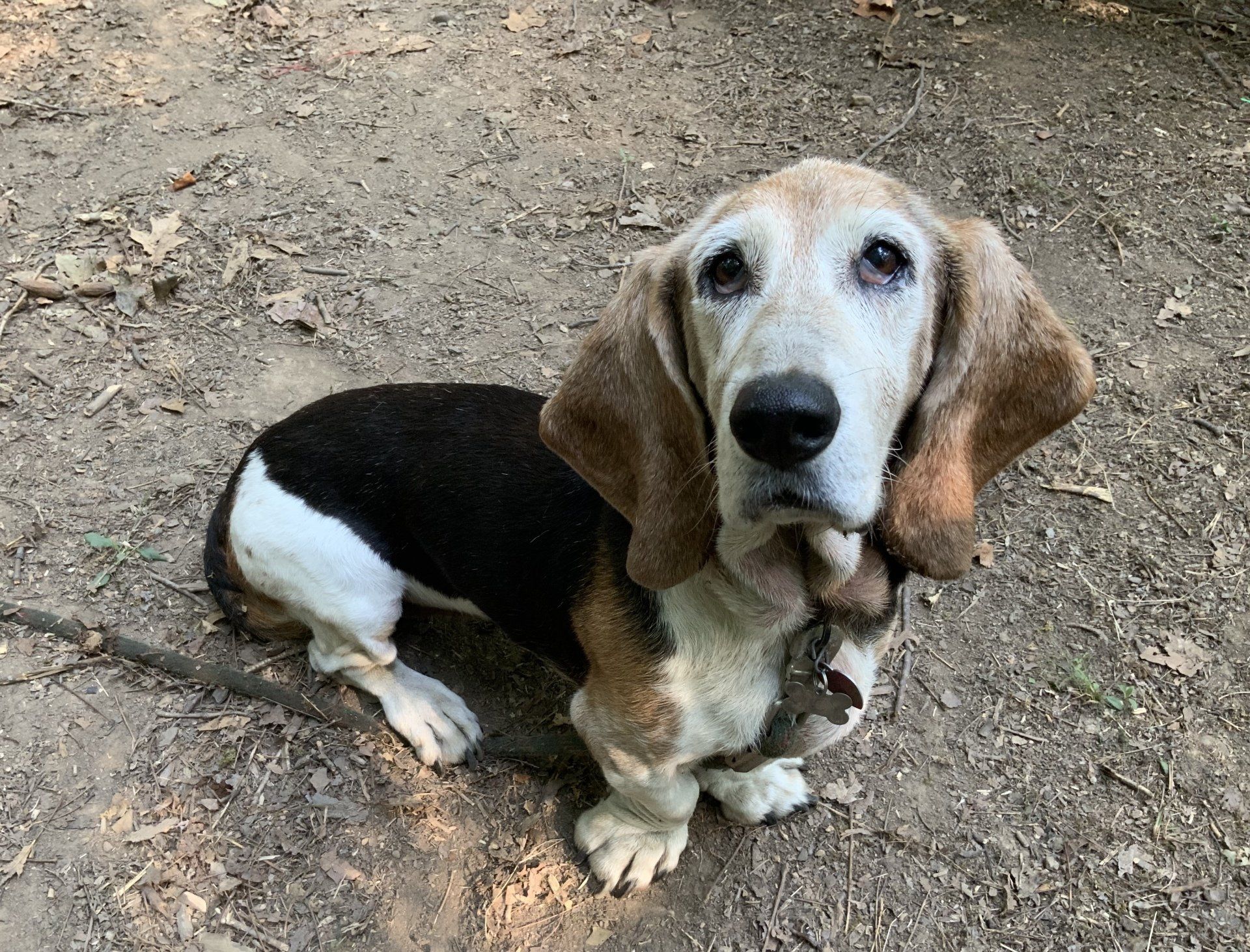 Basset Hound Rescue League Adoptable Dogs Fort Washington