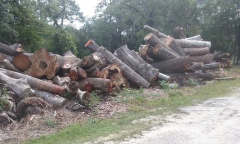sweet gum tree removal, New Port Richey FL