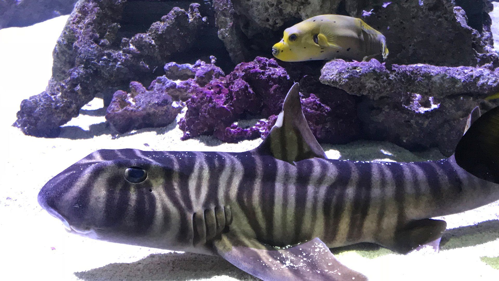 Aquariums Unlimited LLC Saltwater Livestock Virginia Beach