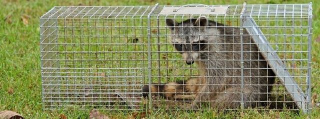 Wildlife Control | Wildlife Removal | Milford, MI