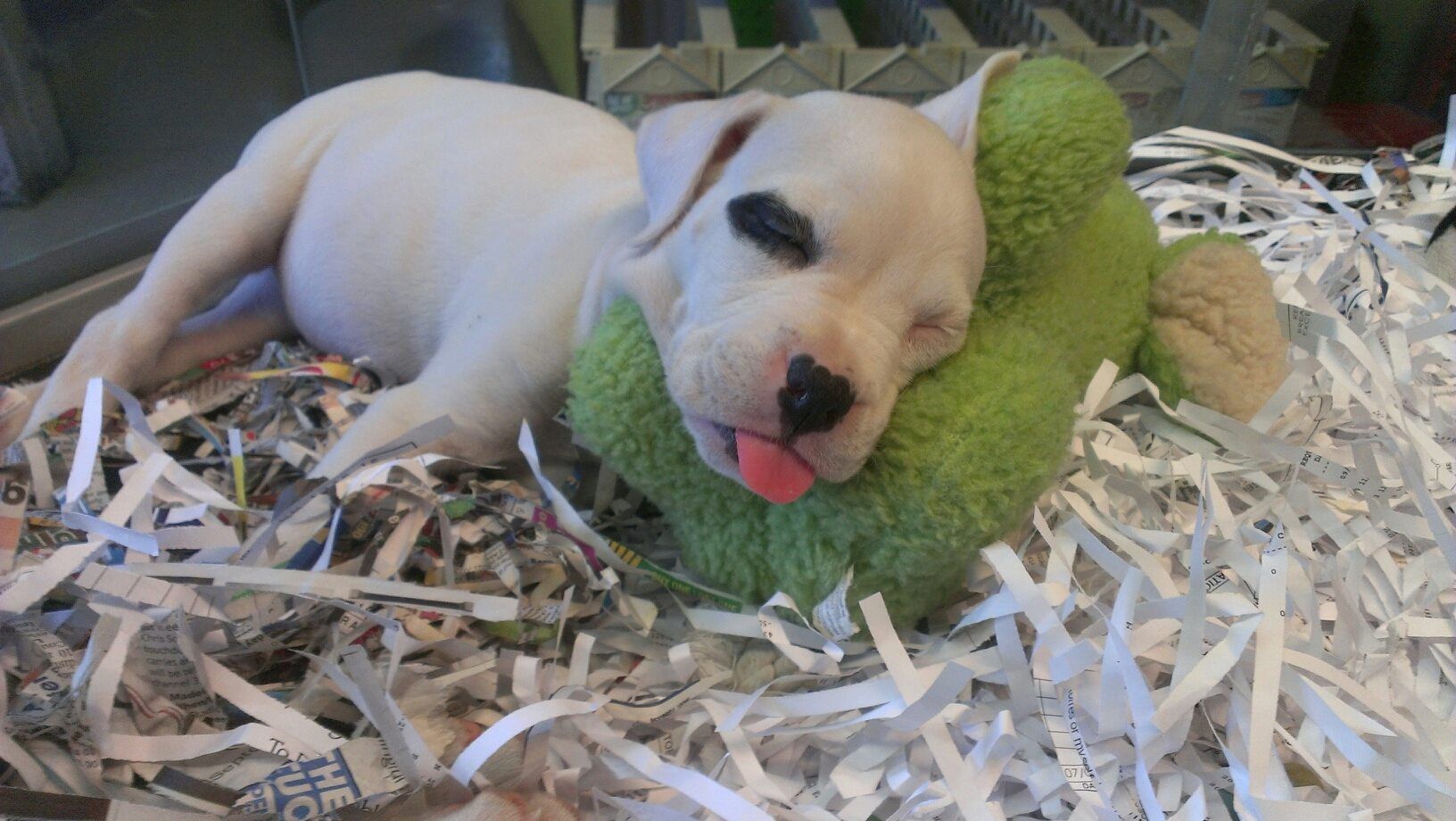 Animal House Photo Gallery Cincinnati, OH