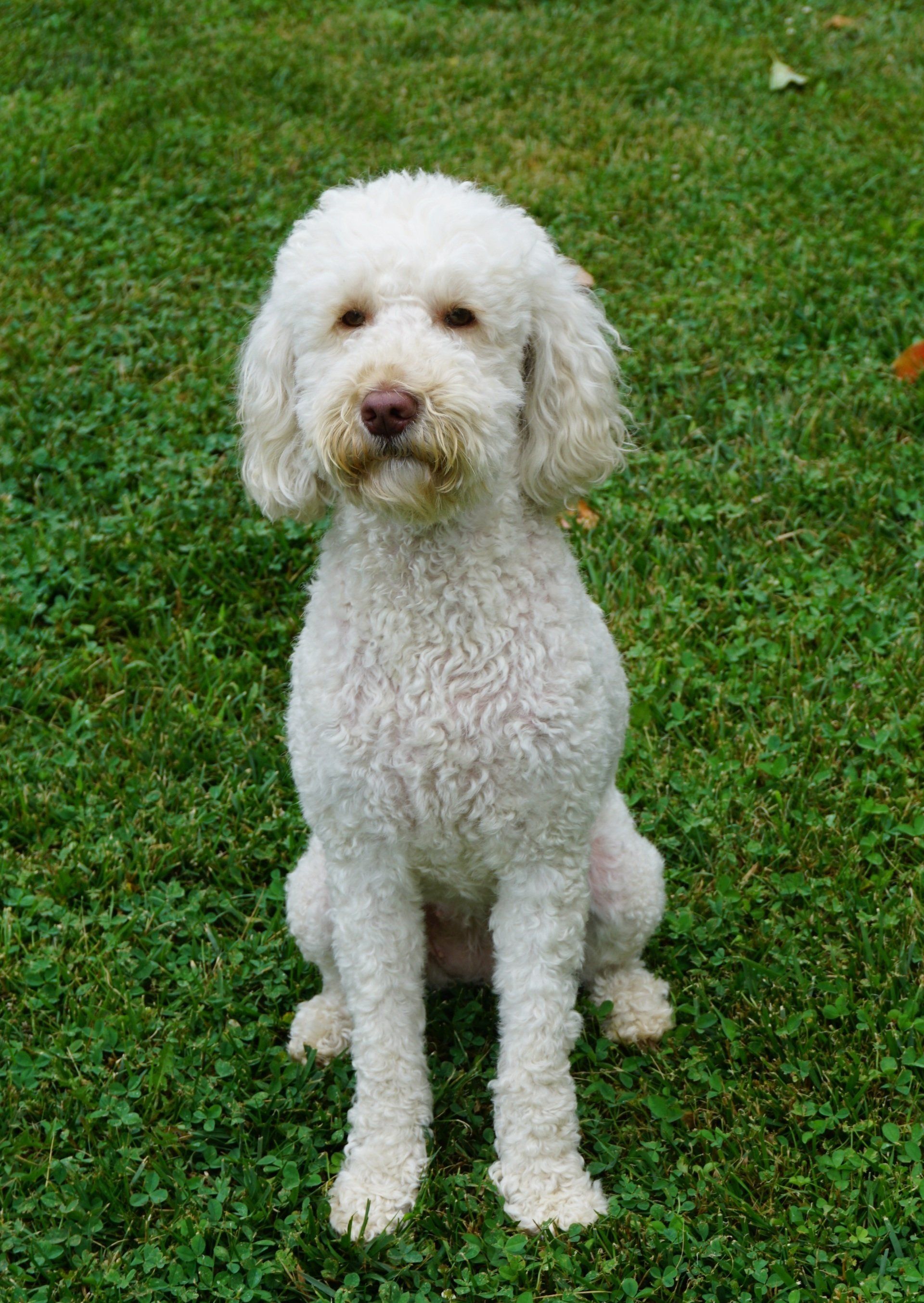 Wild Daisy Labradoodles Dog Breeder Mount Airy, MD
