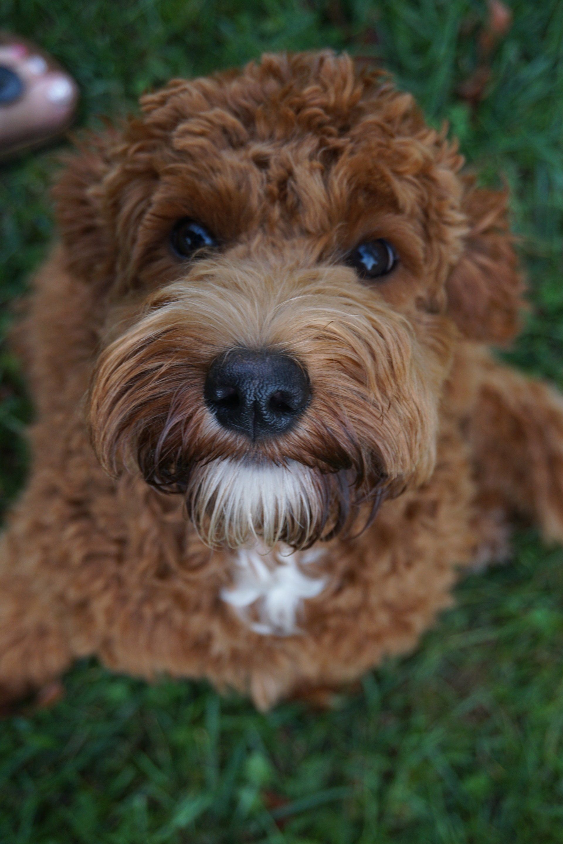 Wild Daisy Labradoodles Dog Breeder Mount Airy, MD