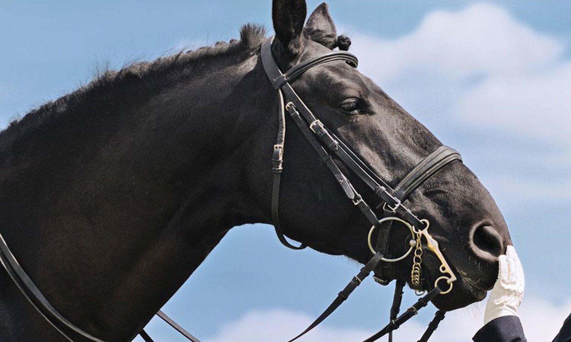 About Guardian Horse Bedding