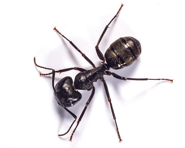 Ant Removal Winslow Voorhees Nj Ant Control,Best Sheets To Buy To Keep Cool