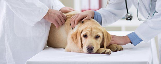 Pet Checkups | Routine Pet Examinations | Humboldt, IA