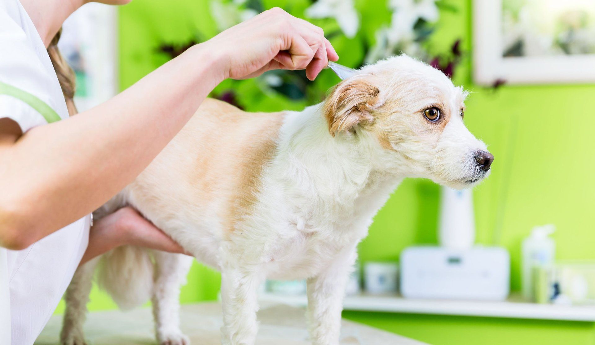 Pampered Paw's Pet Grooming | Daycare | Southaven, MS