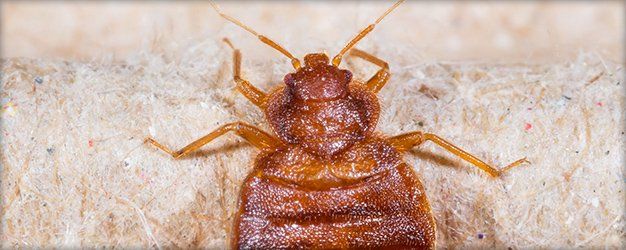 Bed Bugs Pest Control Florence Ky