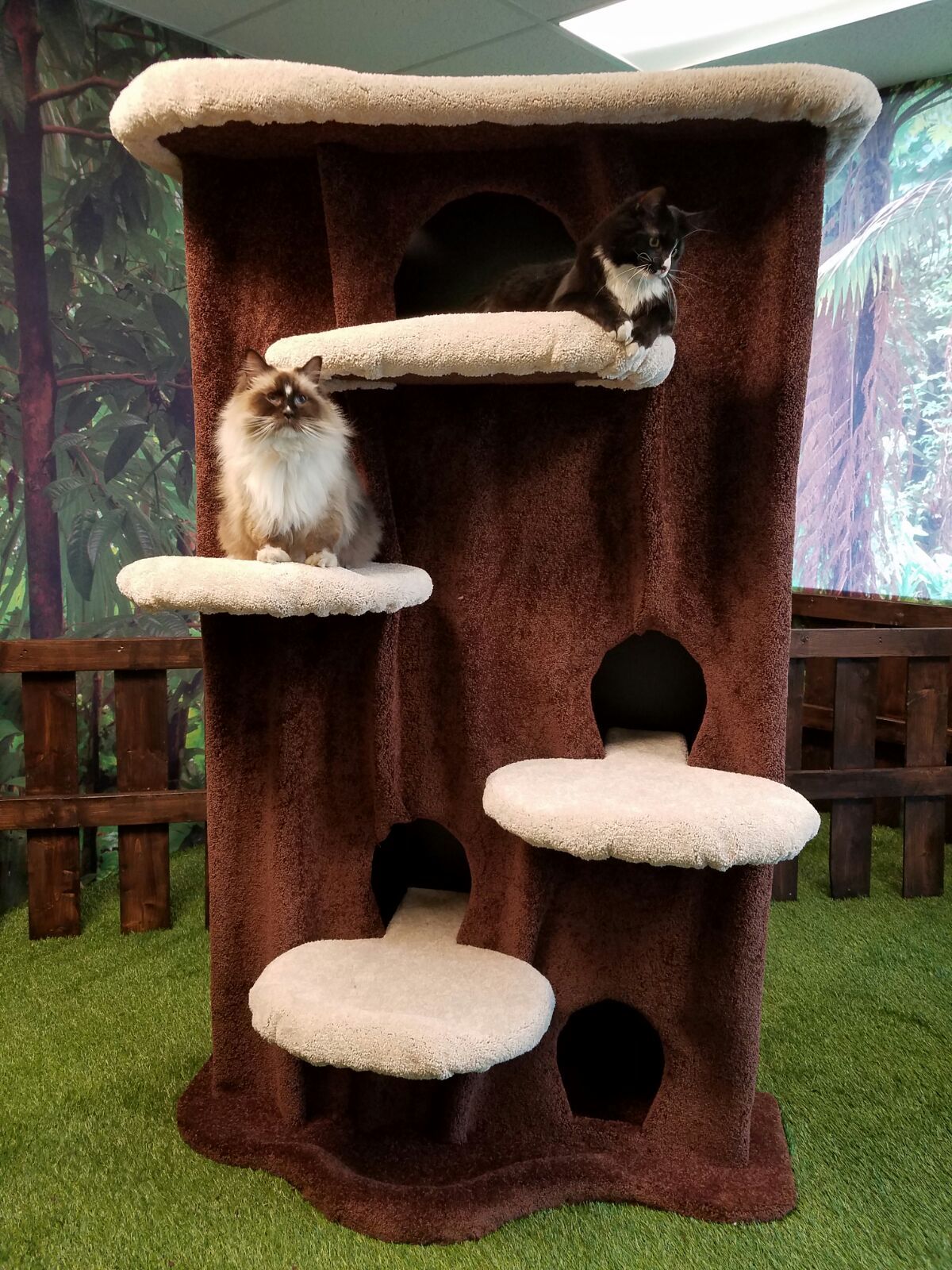 Cat Condo download the new for ios
