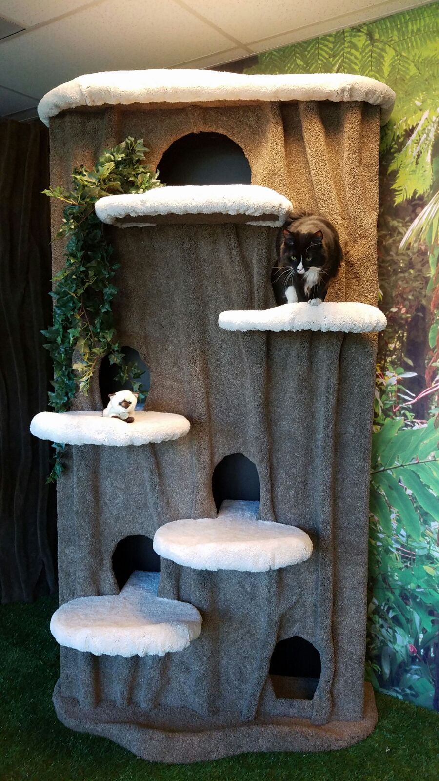 Kitty Cat Condos Cat Condominiums Henderson NV