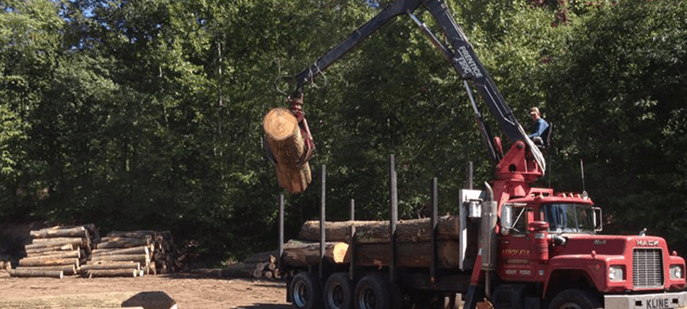 Timber Buyer Auburn Alabama,