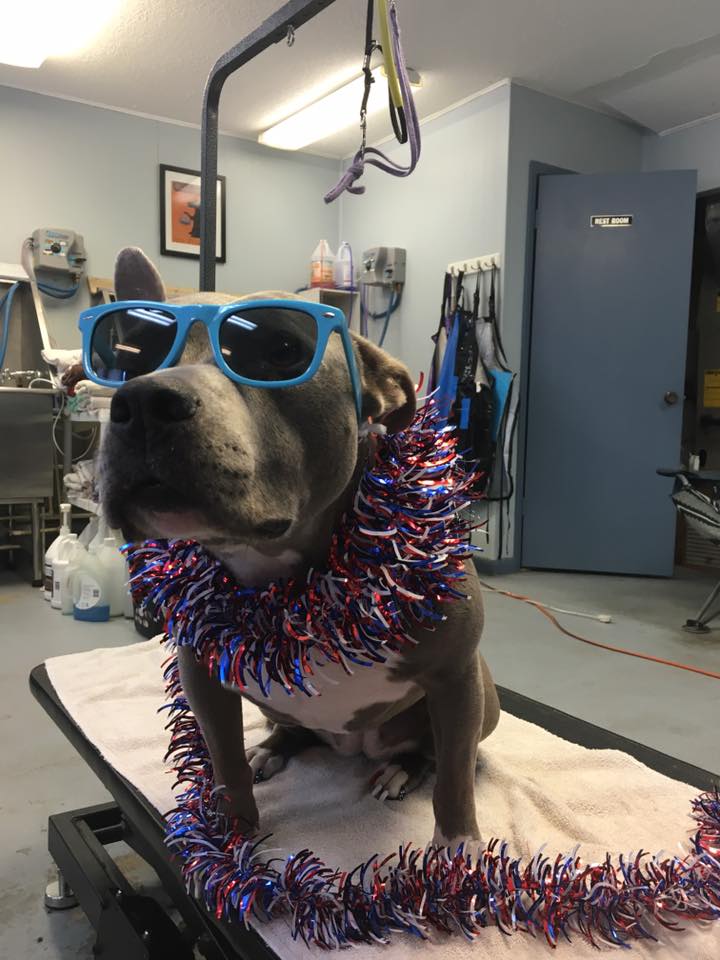 Pet Grooming by Dawn Warring