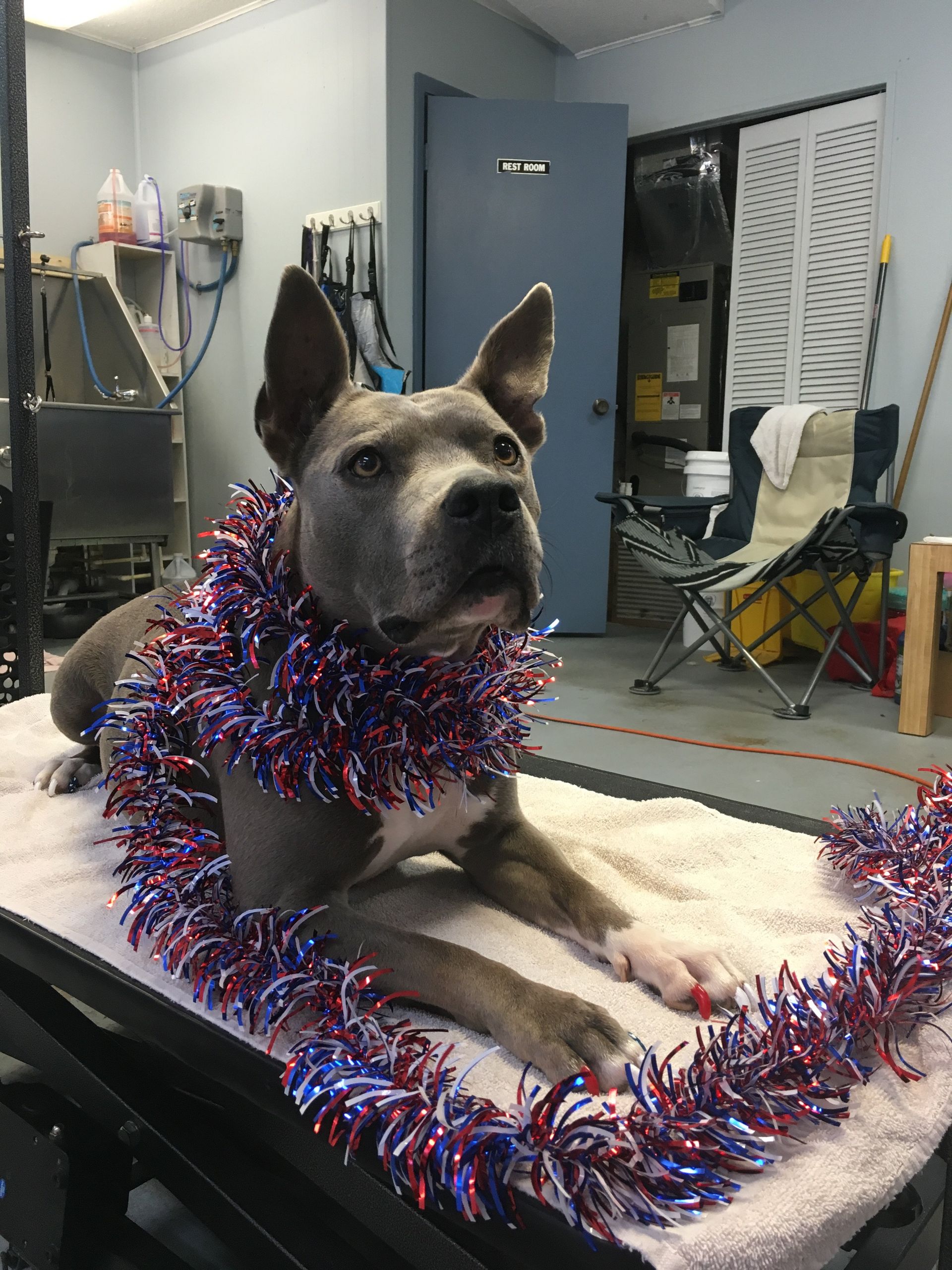 Pet Grooming by Dawn Warring