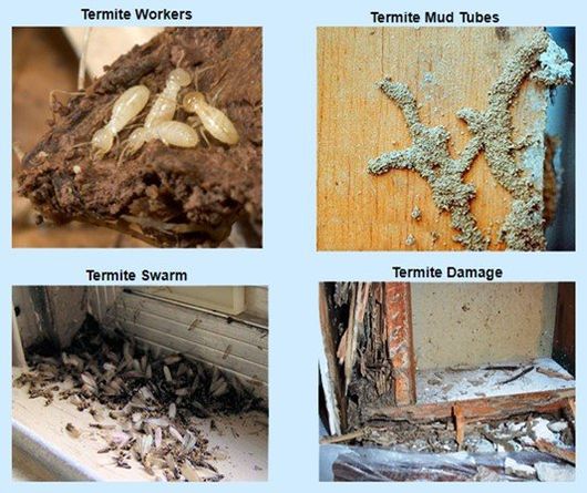 Fleming Pest - Get rid of termites- Remove, eliminate ...