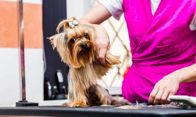 local dog grooming services